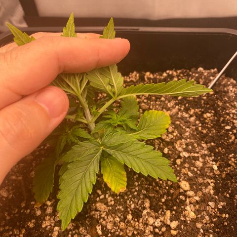 obg kush #1 growlog photo: duas primeiras fan leaves com 4 pontas