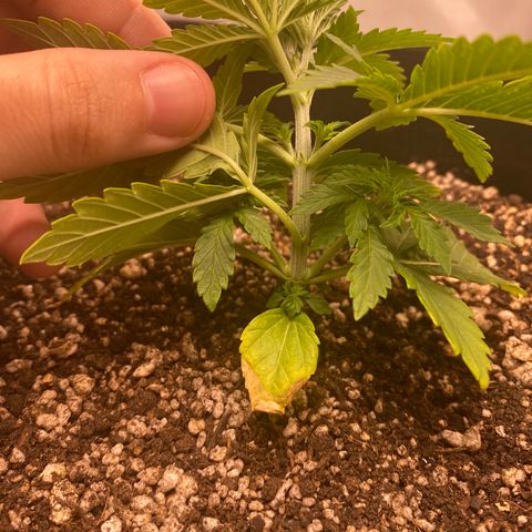 obg kush #1 growlog photo: duas primeiras fan leaves com 4 pontas