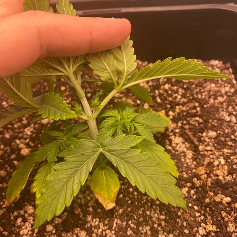 obg kush #1 growlog photo: duas primeiras fan leaves com 4 pontas