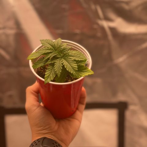 obg kush #1 growlog photo: dia de transplante
