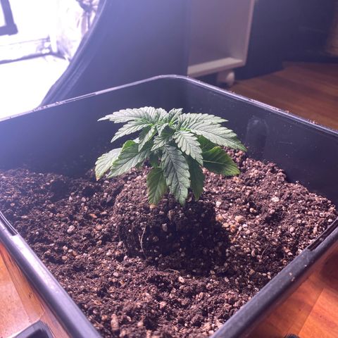 obg kush #1 growlog photo: dia de transplante
