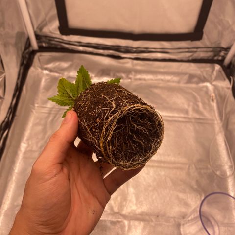 obg kush #1 growlog photo: dia de transplante