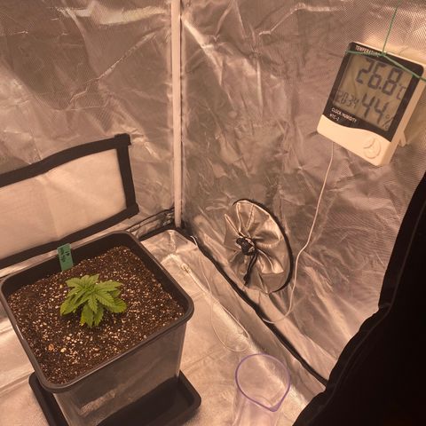 obg kush #1 growlog photo: dia de transplante