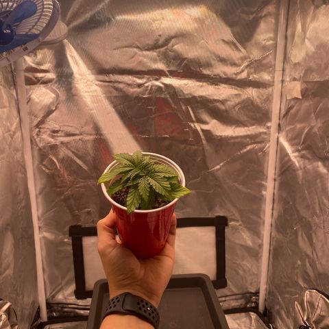 obg kush #1 growlog photo: dia de transplante