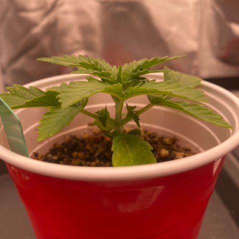 obg kush #1 growlog timeline photo