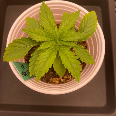 obg kush #1 growlog timeline photo