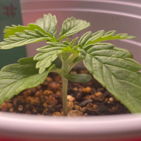 obg kush #1 growlog timeline photo