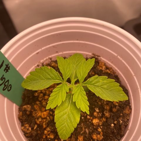 obg kush #1 growlog timeline photo