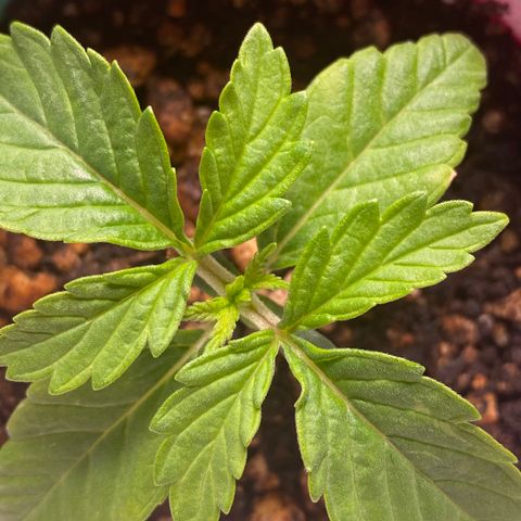 obg kush #1 growlog timeline photo