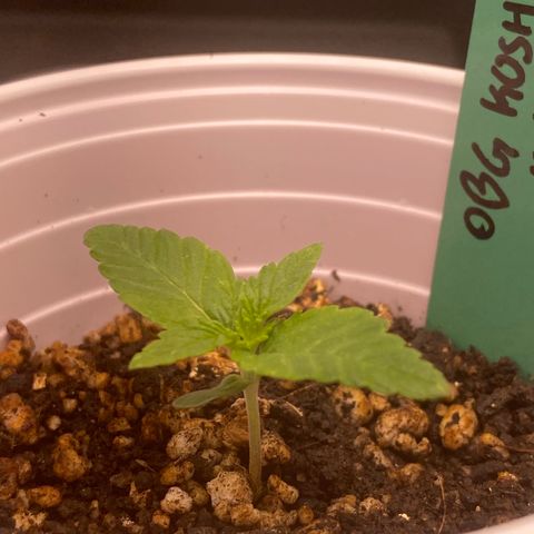 obg kush #1 growlog timeline photo