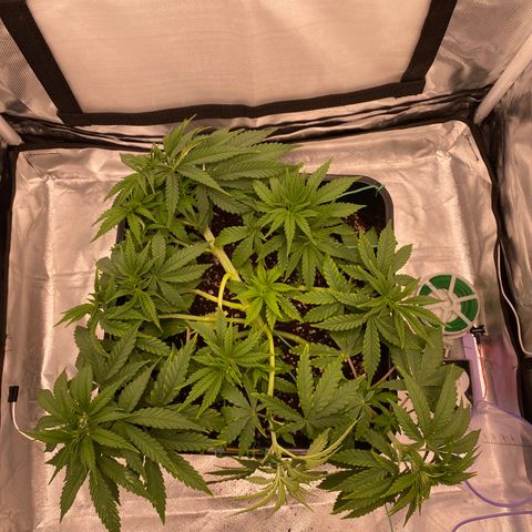 obg kush #1 growlog timeline photo