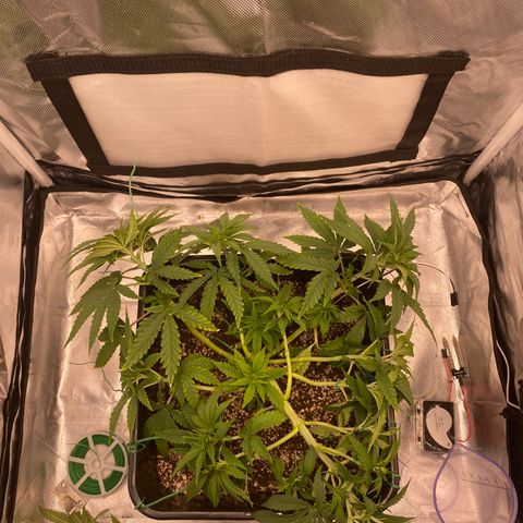 obg kush #1 growlog timeline photo