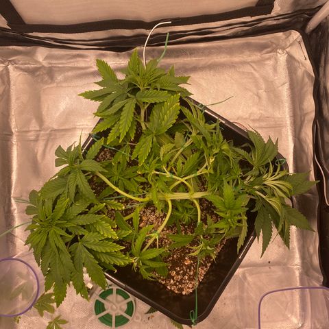 obg kush #1 growlog timeline photo