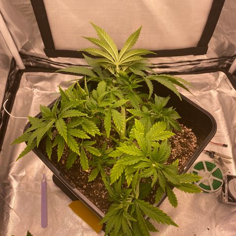 obg kush #1 growlog timeline photo
