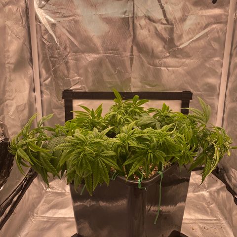 obg kush #1 growlog timeline photo