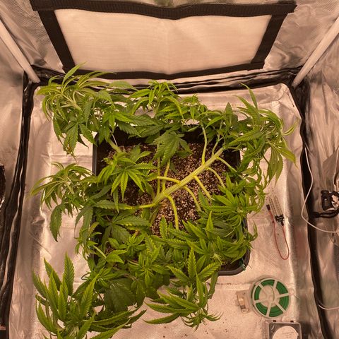 obg kush #1 growlog timeline photo