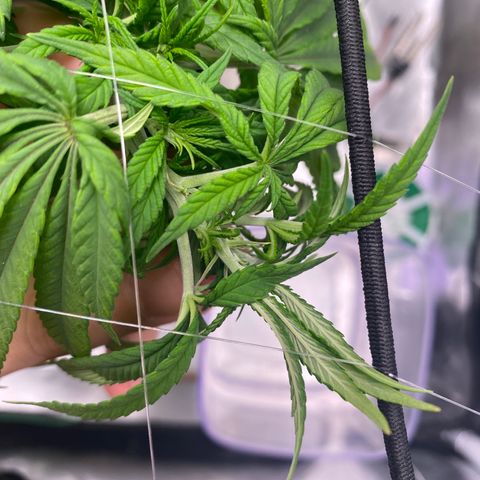 obg kush #1 growlog timeline photo