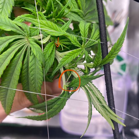 obg kush #1 growlog timeline photo