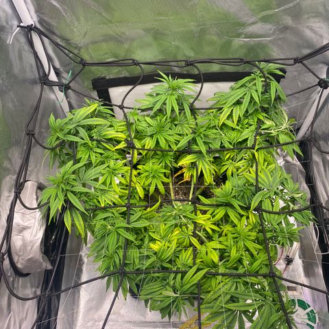 obg kush #1 growlog timeline photo