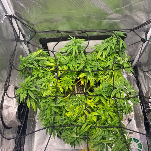obg kush #1 growlog timeline photo