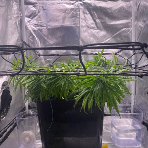 obg kush #1 growlog photo: dia de aplicar scrog