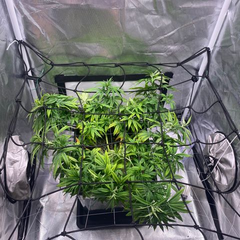 obg kush #1 growlog photo: dia de aplicar scrog