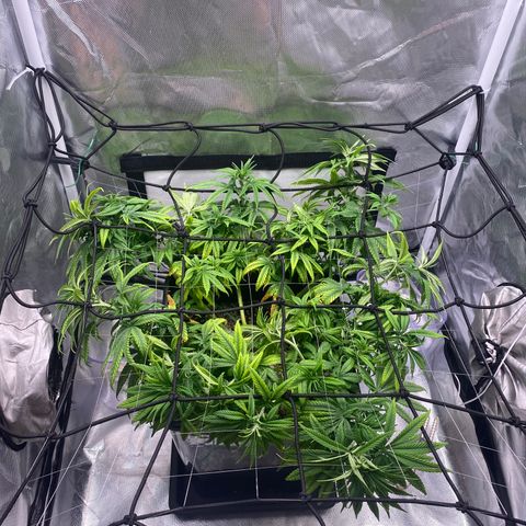 obg kush #1 growlog photo: dia de aplicar scrog