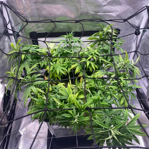 obg kush #1 growlog photo: dia de aplicar scrog