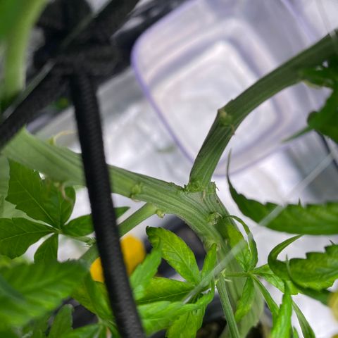 obg kush #1 growlog photo: um galho dividiu em dois naturalmente, só vi hoje
