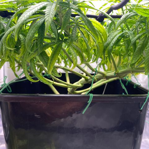 obg kush #1 growlog photo: um galho dividiu em dois naturalmente, só vi hoje