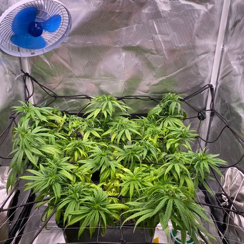 obg kush #1 growlog photo: um galho dividiu em dois naturalmente, só vi hoje