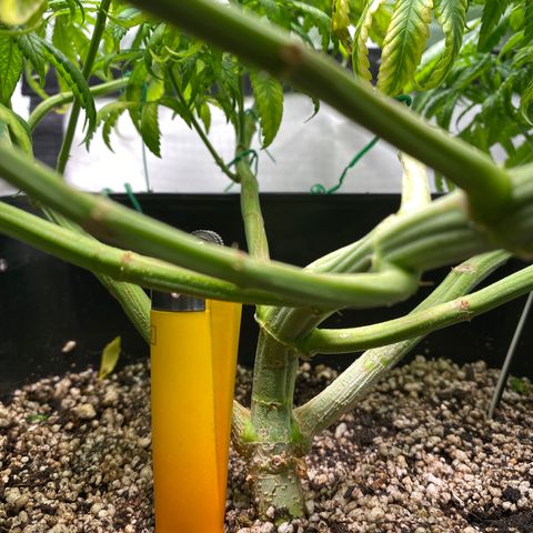 obg kush #1 growlog timeline photo