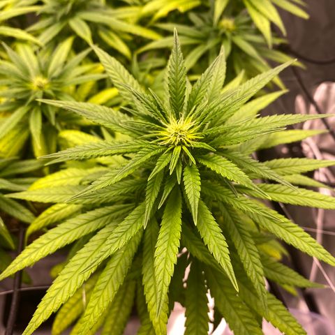 obg kush #1 growlog timeline photo