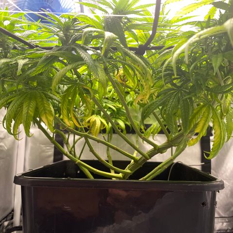 obg kush #1 growlog timeline photo
