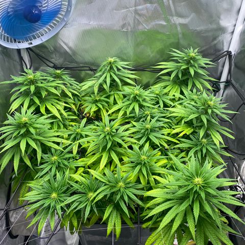 obg kush #1 growlog timeline photo