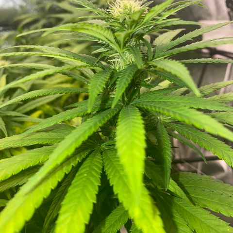 obg kush #1 growlog photo: dia de poda lollipoping