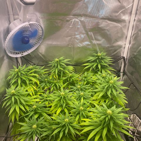 obg kush #1 growlog photo: dia de poda lollipoping
