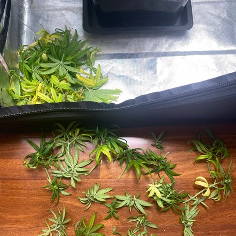 obg kush #1 growlog photo: dia de poda lollipoping