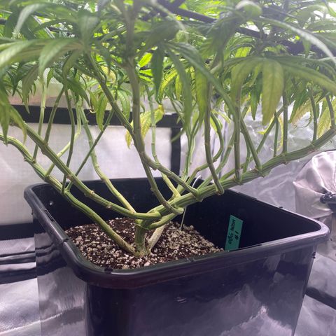 obg kush #1 growlog photo: dia de poda lollipoping
