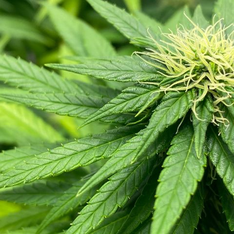 obg kush #1 growlog photo: resina aparecendo