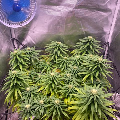 obg kush #1 growlog photo: resina aparecendo