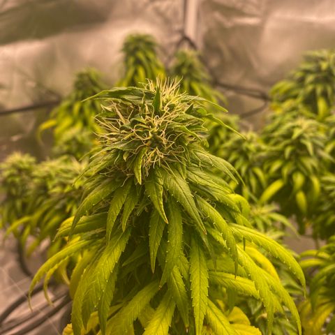 obg kush #1 growlog timeline photo