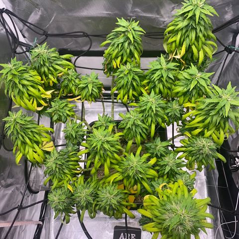obg kush #1 growlog timeline photo