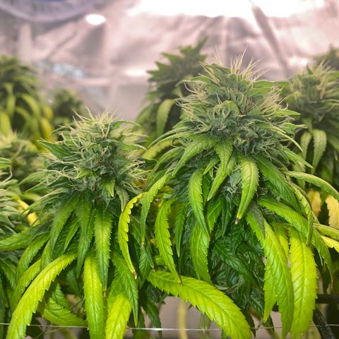 obg kush #1 growlog timeline photo