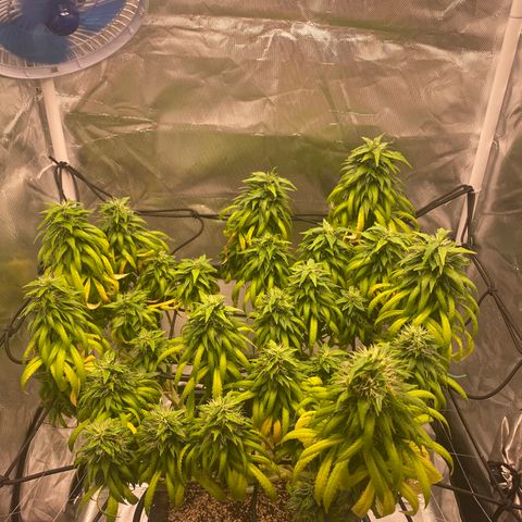 obg kush #1 growlog timeline photo