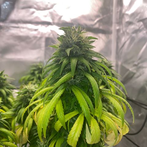 obg kush #1 growlog timeline photo