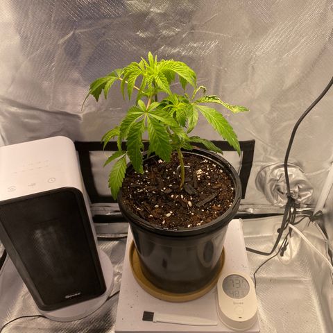 2nd Grow growlog timeline photo