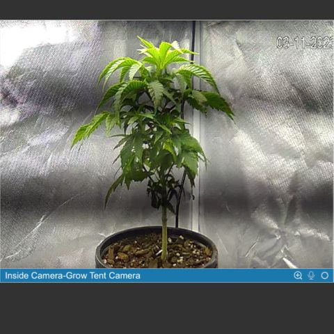 2nd Grow growlog timeline photo