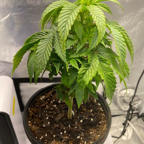 2nd Grow growlog timeline photo