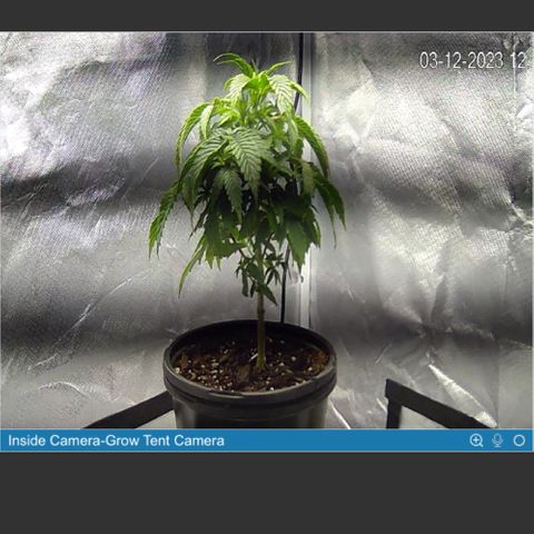 2nd Grow growlog timeline photo